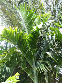 Areca catechu - Palmier à bétel - Aréquier - Noix d'arec - Arec cachou