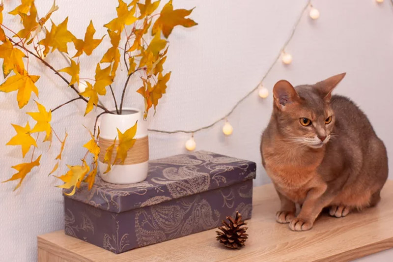 How To Decorate Your Bedroom For Fall