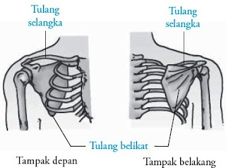  Tulang anggota gerak atas insan terdiri atas tulang pundak  Pintar Pelajaran Tulang Anggota Gerak Atas