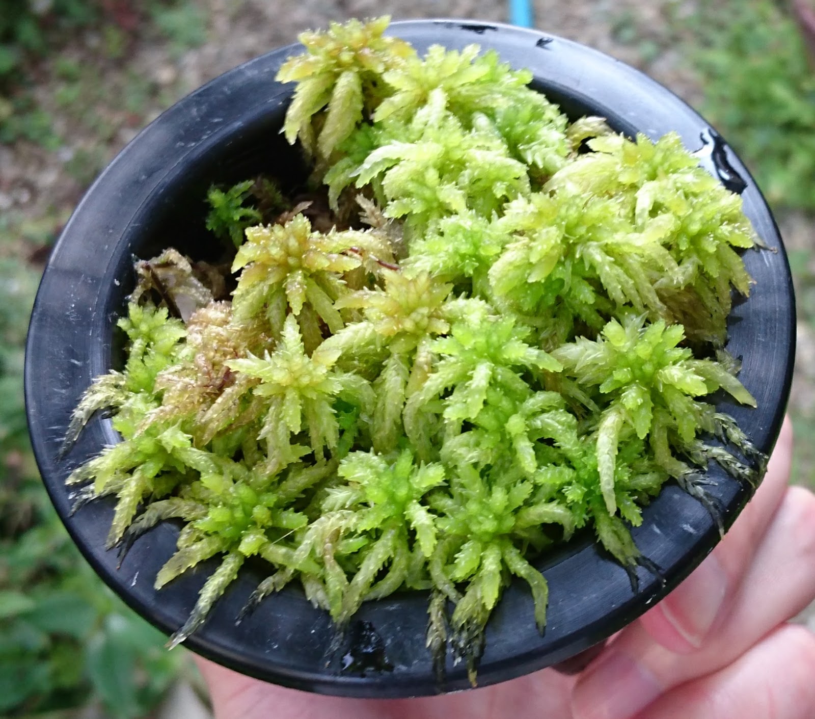 あすきん 生ミズゴケを 苔玉の培地 として利用できるか実験