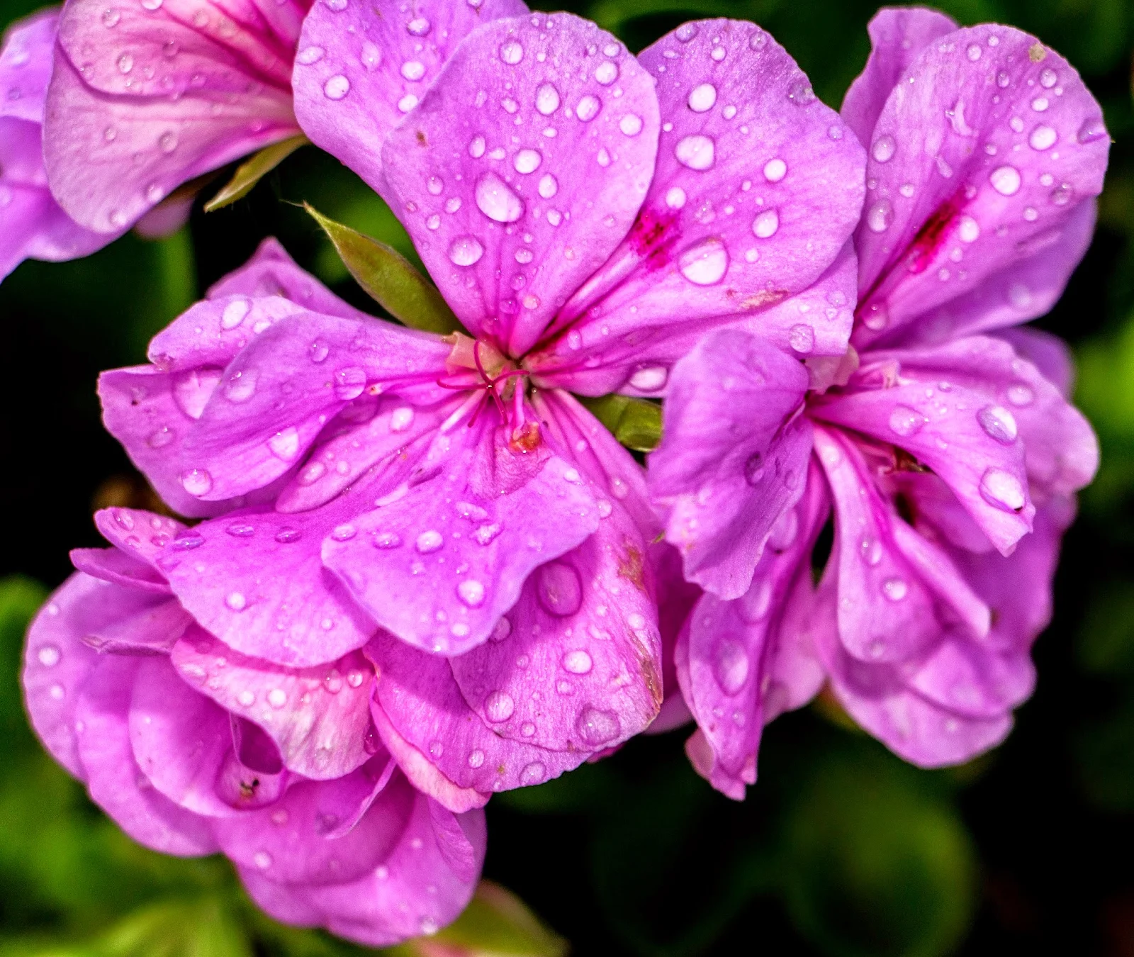 Flowers In The Rain Durbanville, Cape Town - Canon EOS 700D / EF-S 18-135mm IS STM Lens