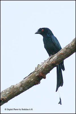 Racquet-tailed Drongo Cecawi Hamba Kera another new bird at my backyard in Raub Malaysia