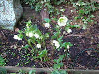 HELLEBORES