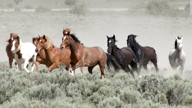 ,خيول Horses,خيول, Horses,صور خيول,احصنة‬‎,خيل عربي,الخيل الاصلي,صور