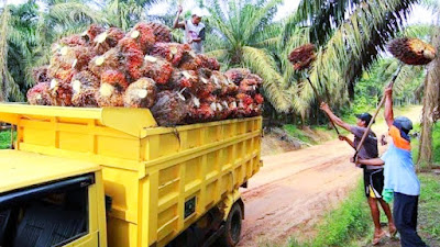 Naik Lagi Naik Lagi, Sawit Riau Kini Dijual Rp 3.411,31 per Kg, Yang Punya Kebun Sawit, Bakalan Sumringah