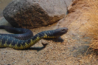 Tiger Snake