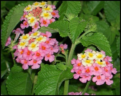 Lantana_Confetti1