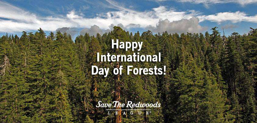 International Day of Forests Wishes Sweet Images