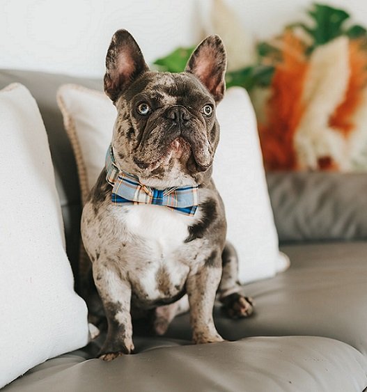 Finance French bulldog puppy