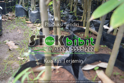 Tanaman Jeruk Lemon Impor merupakan varian tanaman jeruk yang termasuk dalam genus Citrus dan keluarga Rutaceae serta didatangkan dari Australia Tanaman |  bibit jeruk lemon import harga bibit jeruk batu 55