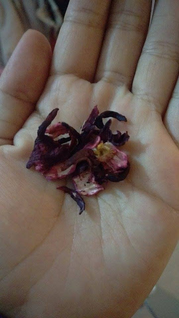 Aquí se muestra la foto de una palma de una mano con flor de jamaica