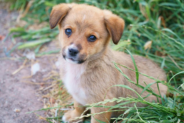 cute baby dog