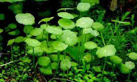 Hydrocotyle Verticellata