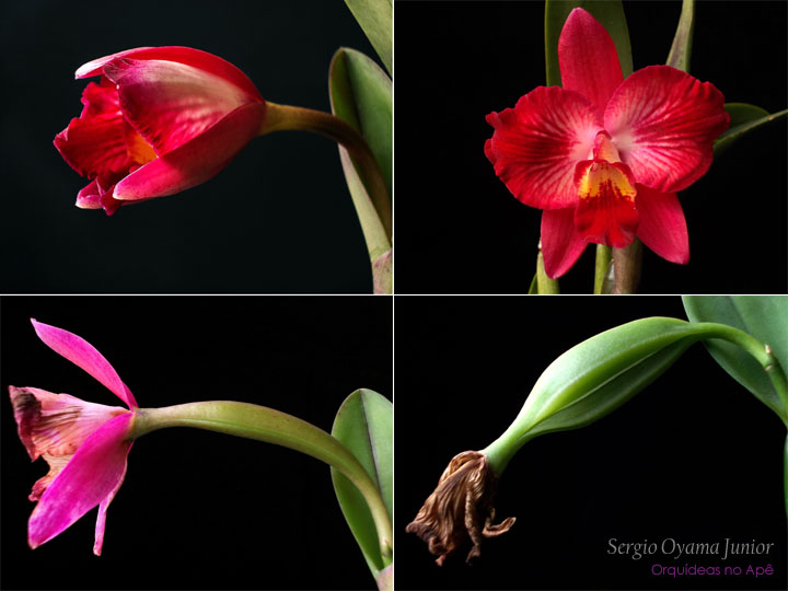 Formação de uma cápsula de sementes de orquídea