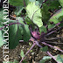 Ammazza! 27+  Elenchi di Brassica Oleracea Var. Gongylodes! Brassica oleracea is a plant species that includes many common foods as cultivars, including cabbage, broccoli, cauliflower, kale, brussels sprouts, collard greens, savoy cabbage, kohlrabi, and gai lan.