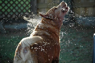 bañar-peinar-perros