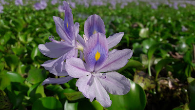 Hyacinth flower