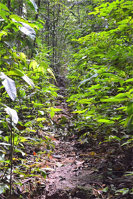 Guyane, Sentier Trésor, Kaw, Roura