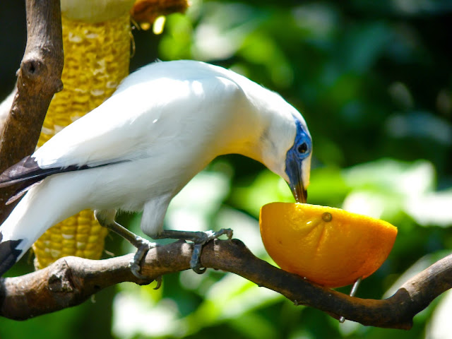 Unduh 8800 Gambar Flora Dan Fauna Pulau Jawa Terbaik Gratis HD