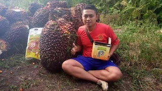 http://www.distributorpupuknasa.com/2018/04/pupuk-penyubur-kelapa-sawit.html