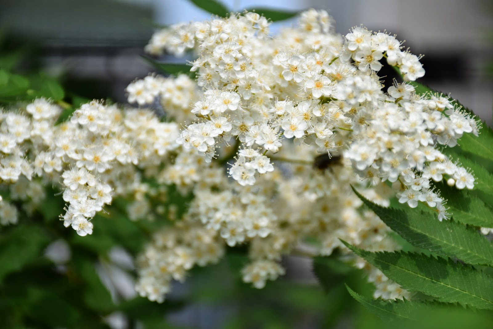 和の花だより 庭七竈 庭ナナカマド ６月のお庭の花 2