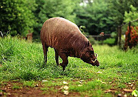 Babirusa