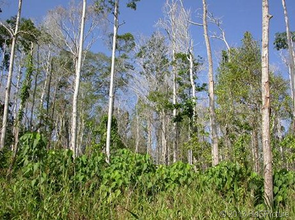 hutan musim