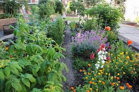 View of the veg garden and it's self sown wildflowers