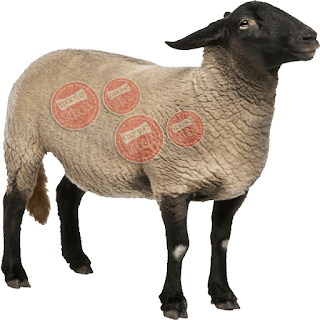 Bán cừu làm cảnh, chụp ảnh check in trong khu du lịch toàn quốc