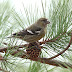 MA - White-winged Crossbills and an early Barn Swallow