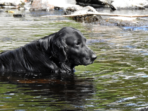 flat coated retriever