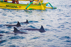 Bali, Indonesia, Holiday, Holiday In Bali, Cuti - Cuti Di Bali, Bercuti Di Bali Indonesia, Traveloka, Dolphin Di Lovina Beach Bali Indonesia, Aktiviti Snorkeling, 2018, Percutian Di Indonesia,