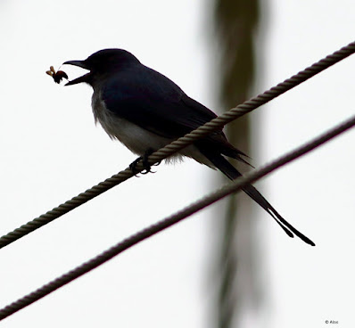 "White-bellied Drongo - Dicrurus caerulescens, with prey sitting on a wire."