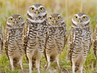 Owl Facts You Didn't Know