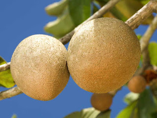 Manila Tamarind Fruit pictures