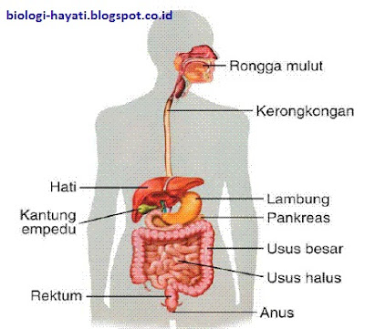 Macam-Macam Dan Fungsi Enzim Pada Sistem Pencernaan