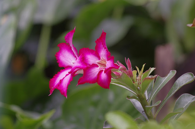 7 Cara Menumbuhkan Tunas Bunga Adenium
