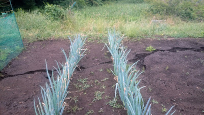 谷津に並行して地割れ発生