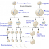 Perbedaan Spermatogenesis dan Oogenesis