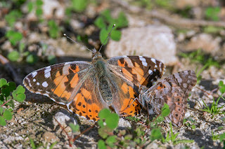 mariposa-vanesa-de-los-cardos-vanessa-cardui-pareja-