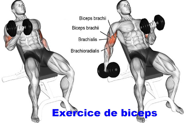 exercice de biceps