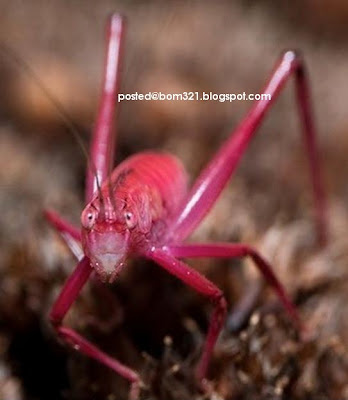 Belalang Warna Merah Jambu (Pink)