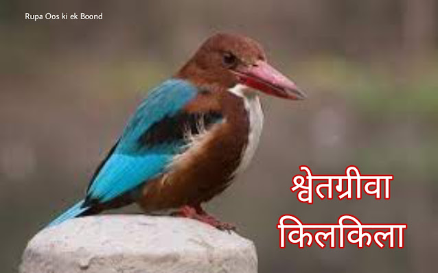 पश्चिम बंगाल का राज्य पक्षी (State Bird of West Bangal) || श्वेतग्रीवा किलकिला ( White-throaterd kingfishe) || Halcyon smyrnensis ||