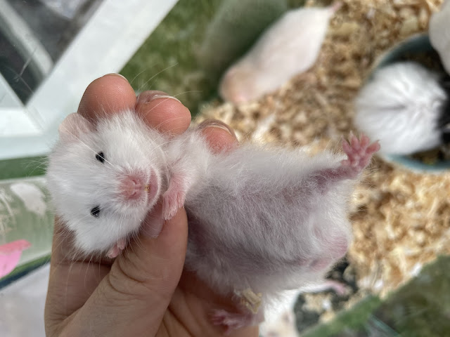 Hamster Bear trắng tinh lông xù mắt đen