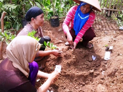 Cara Membuat Pakan Lele Organik dari Kotoran Sapi