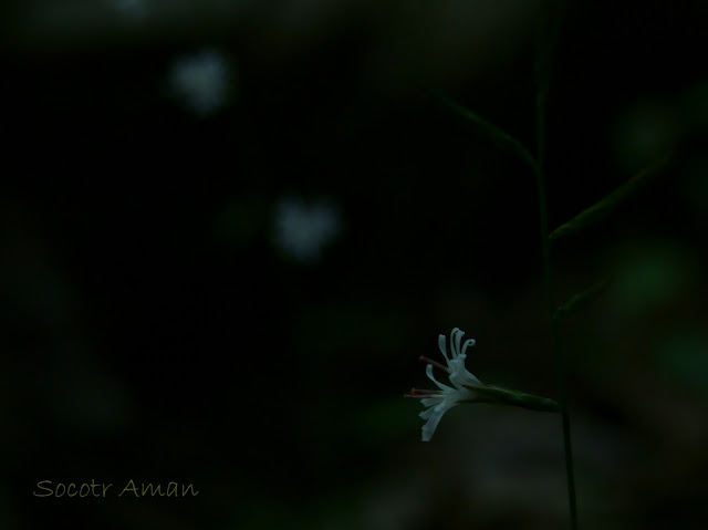 Ainsliaea apiculata