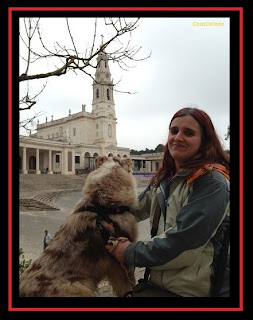 Australian Shepherd in Fátima