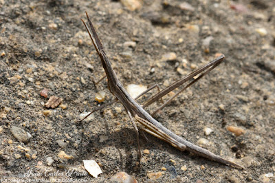 Truxalis Nasuta - Saltamontes Narigudo (fotografia-de-naturaleza.blogspot.com)