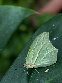 Anteos clorinde - Citron voltigeant 