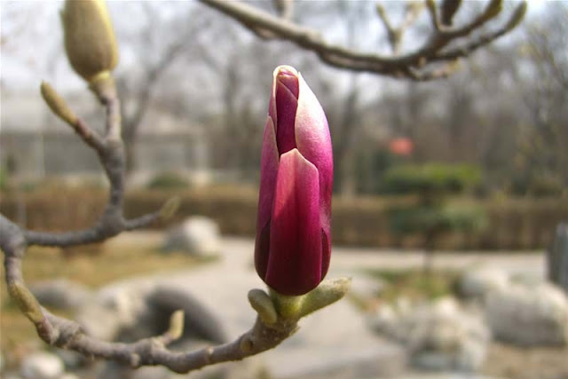 Magnolia Flower Pictures